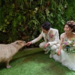 そこまでやる!?カピバラさん借りてくるなんて協力的すぎるスタッフに感動の嵐♡